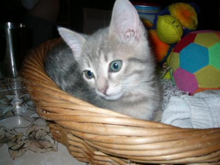 mon chat